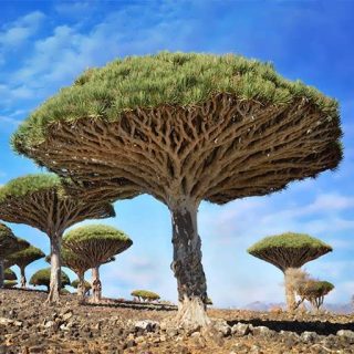 بذر دراگون بلاد