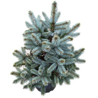 بذر کاج نوئل آبی