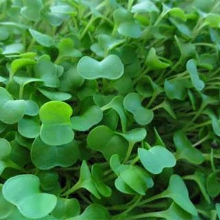 بذر میکروگرین کلم بروکلی