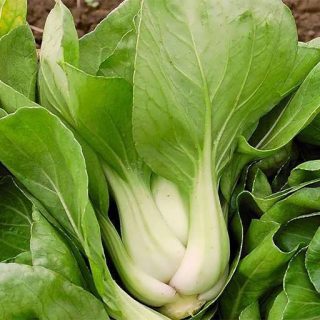 بذر کلم پک چوی