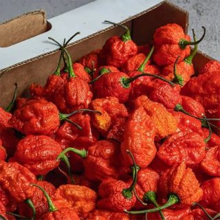 فلفل کارولینا بسیار تند تازه