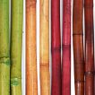 بامبو رنگی