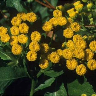 شاه اسپرم تازه