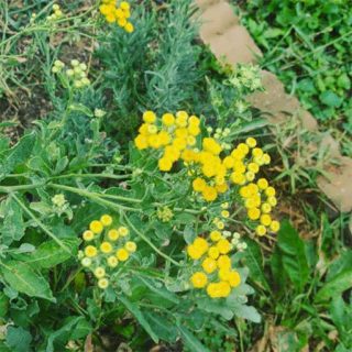 بذر شاه اسپرم