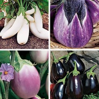 بادمجان دلمه ای میکس ارگانیک