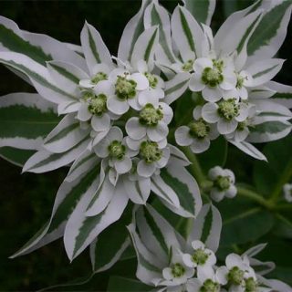 بذر گل چینی