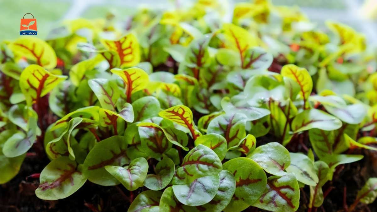 مهره های ورقه ای کشت شده در سلول میکروفارم