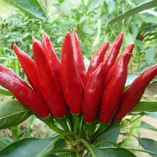 گیاه فلفل تند چیلی پپر