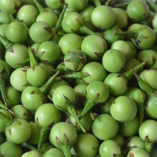 بادمجان نخودی سبز برداشت شده