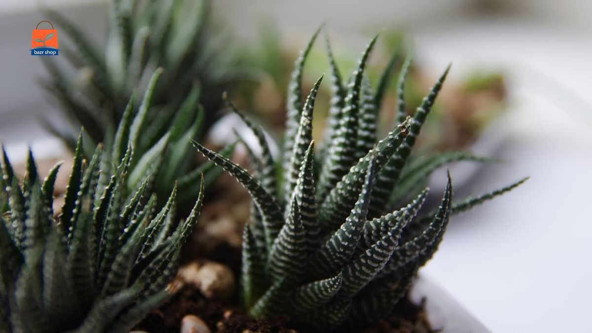 زالزالک گورخری بسیار زیبا با ساقه های نازک سفید