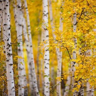 بذر درخت سپیدار