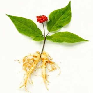 بذر جینسینگ کره ای