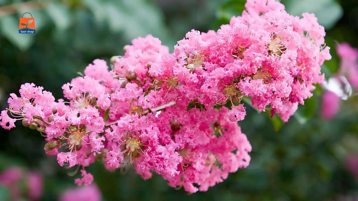 درختچه توری با رنگ صورتی بسیار زیبا و ملایم شکوفا می شود