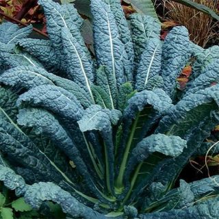 کلم کیل توسکانا تازه