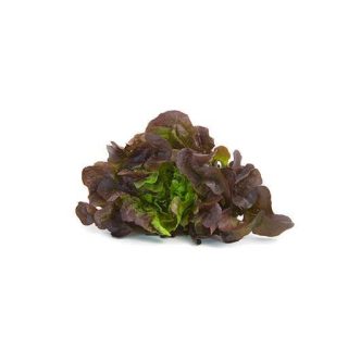 کاهو برنز میگنونت تازه