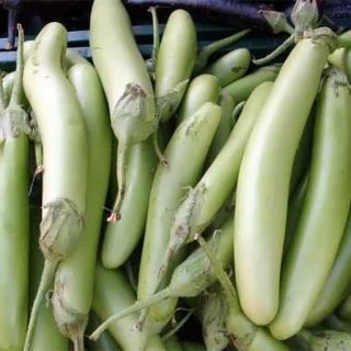 بادمجان سبز بلند لوئیزیانا