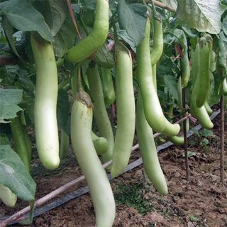 بادمجان سبز بلند لوئیزیانا تازه