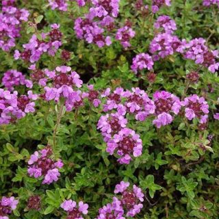 آویشن خزنده