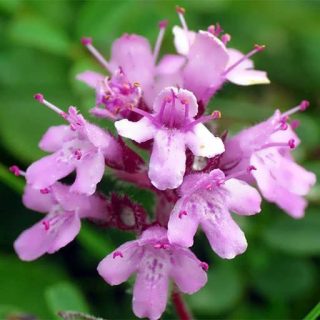 بذر آویشن خزنده