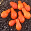 بذر گوجه گلابی نارنجی
