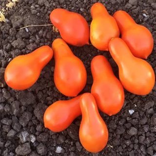 بذر گوجه گلابی نارنجی