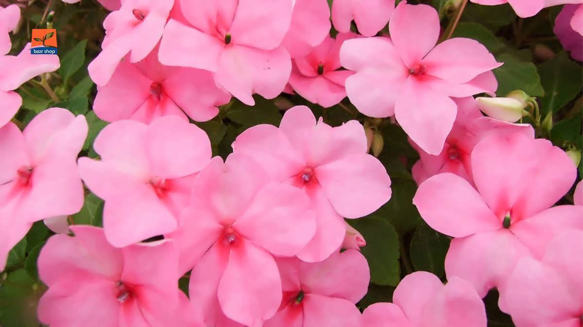 گل صورتی شگفت انگیز