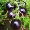 گوجه گیلاسی بنفش ارگانیک