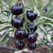 گوجه گیلاسی بنفش بر روی بوته