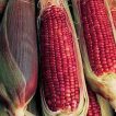 ذرت قرمز برداشت شده
