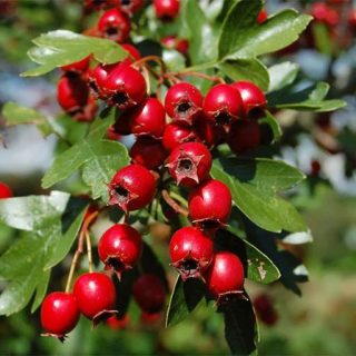 زالزالک قرمز تازه