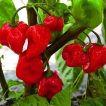 گیاه فلفل هابانرو قرمز