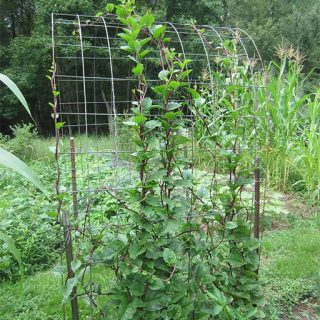 بذر اسفناج رونده قرمز