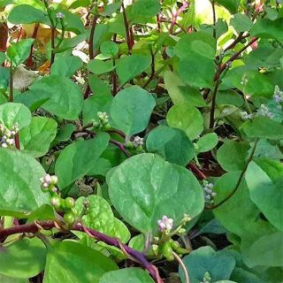 بذر اسفناج رونده قرمز