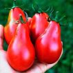 گوجه فرنگی قرمز گلابی