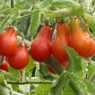 گوجه فرنگی قرمز گلابی تازه