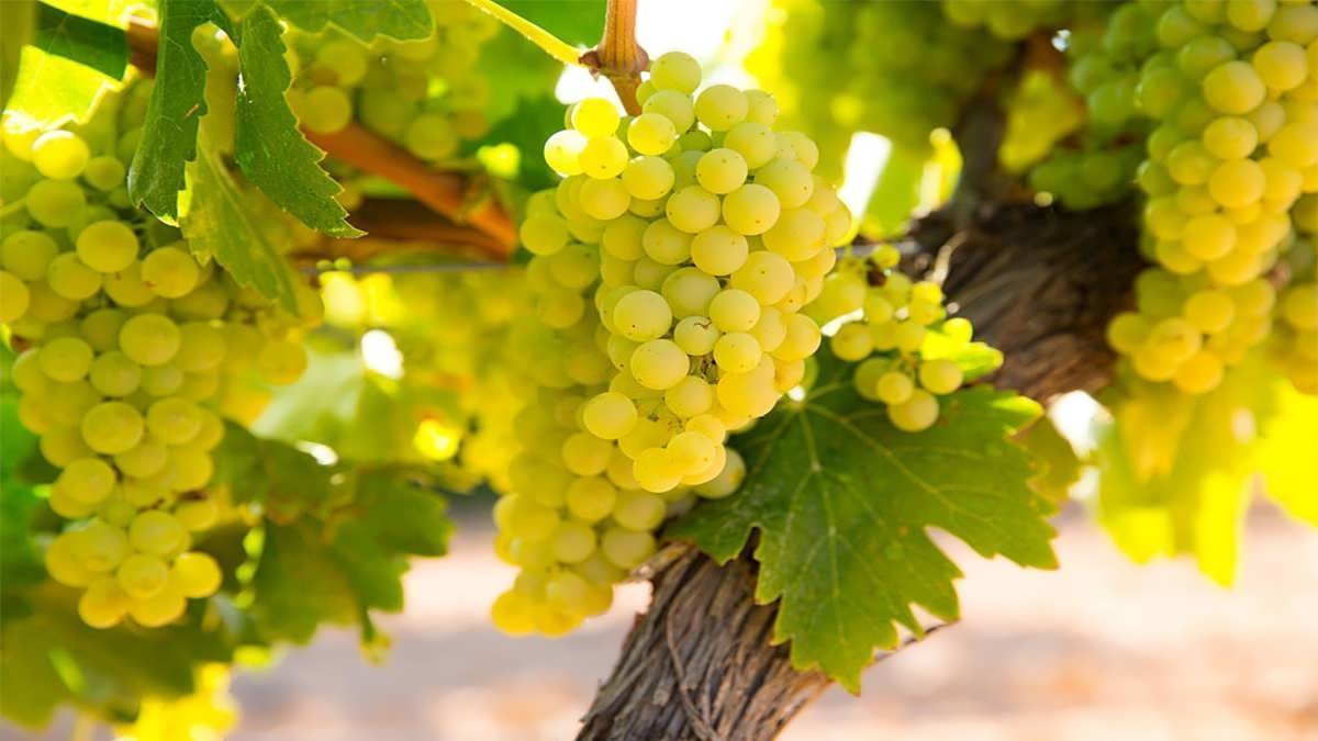 انگور رسیده روی درخت