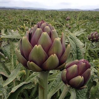 آرتیشو بنفش رومانسکو ارگانیک