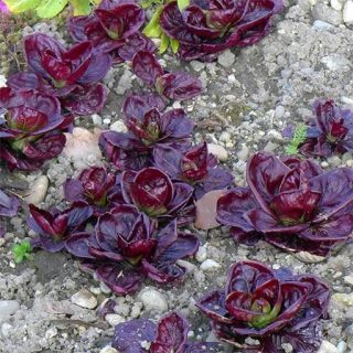 کاسنی فرنگی رز