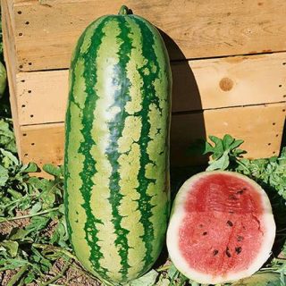 بذر هندوانه آر اس ۵۷