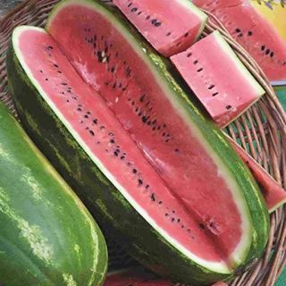 بذر رهندوانه آر اس ۵۷