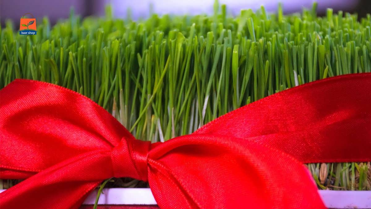 روش کاشت کنجد