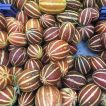 شماما (بنگارک) برداشت شده