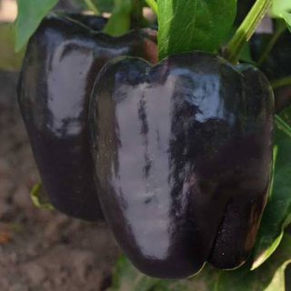 بذر فلفل دلمه ای ارغوانی