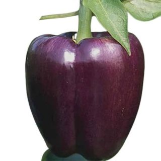 بذر فلفل دلمه ای ارغوانی