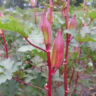 بامیه تگزاسی بر روی گیاه