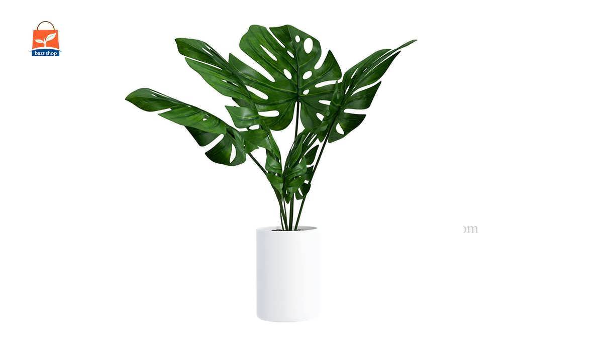 سریعترین رشد گیاه آپارتمانی