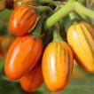 بادمجان آفریقایی توگا کوتاه چیده نشده