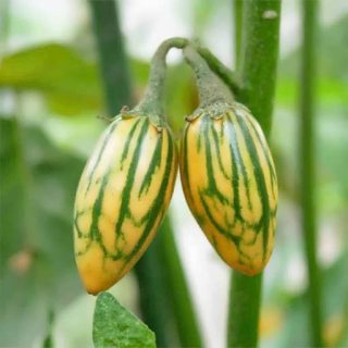 بادمجان آفریقایی توگا کوتاه ارگانیک