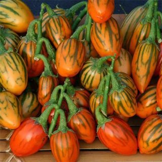 بذر بادمجان آفریقایی توگا کوتاه ارگانیک