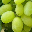 انگور سفید ویکتوریا برداشت شده